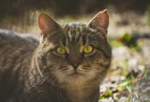 alert status id number