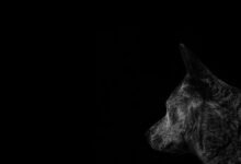 asylmendibaeva s profile overview