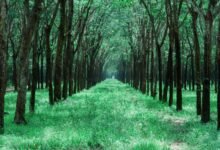 follower growth strategies guide