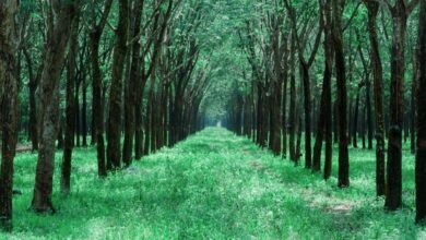 follower growth strategies guide