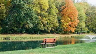 movie download site guide