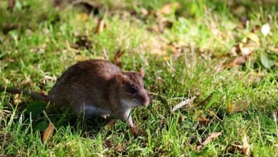 telecommunication council contact numbers