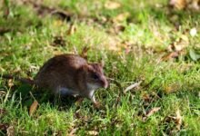 telecommunication quality assurance numbers